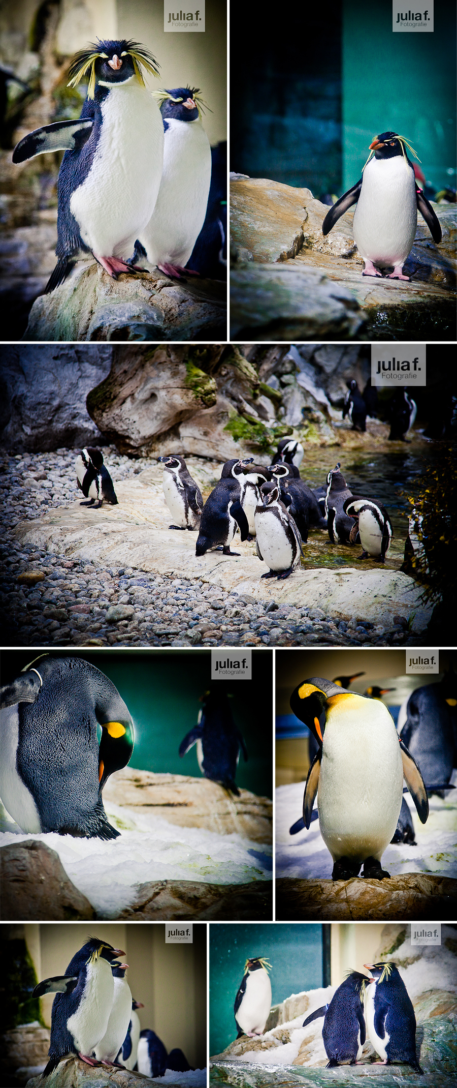 3.1_pinguine