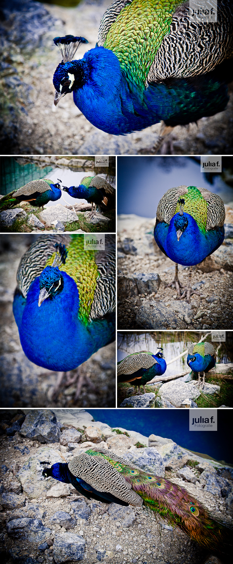 4_pfau
