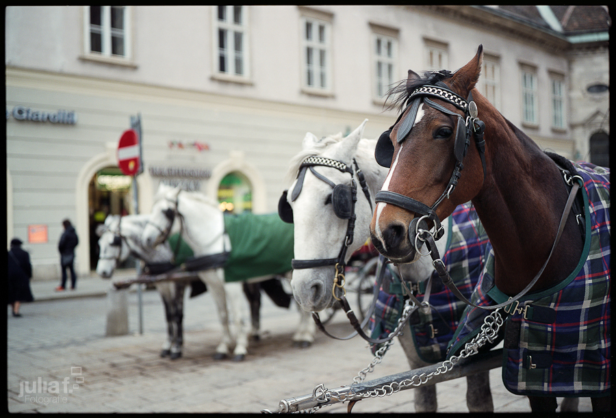 201202_wien_fujigw690_02